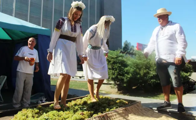 Foto FOTO&VIDEO. Tradiţia zdrobirii strugurilor cu picioarele, reînviată la Slatina