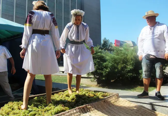 Foto FOTO&VIDEO. Tradiţia zdrobirii strugurilor cu picioarele, reînviată la Slatina