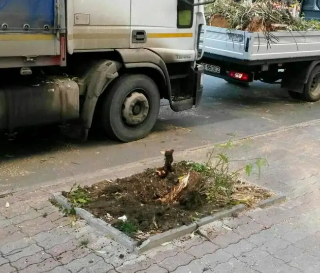 Foto Slatina: Un camion a scos un copac din rădăcini, după ce i-a agăţat crengile