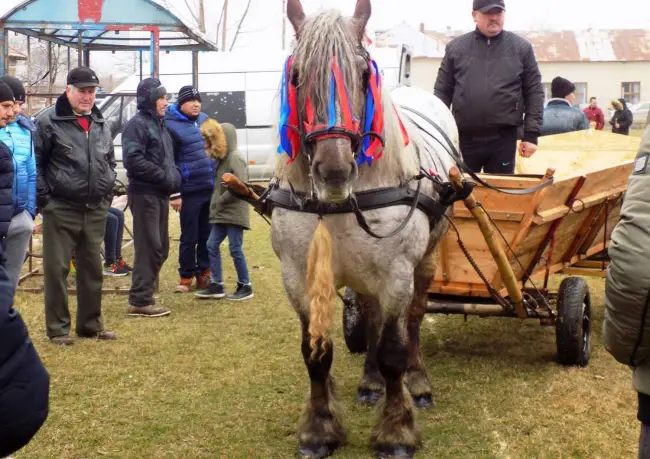 Foto FOTO. „Încuratul Cailor de Sân’ Toader”, tradiţie reînviată în comuna natală a lui Constantin Brâncoveanu