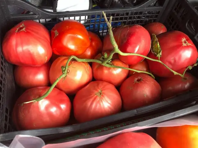 Foto FOTO&VIDEO. Roşie gigant, într-o fermă din Pleşoiu. Tomata cântăreşte 1,3 kilograme