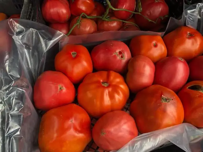 Foto FOTO&VIDEO. Roşie gigant, într-o fermă din Pleşoiu. Tomata cântăreşte 1,3 kilograme