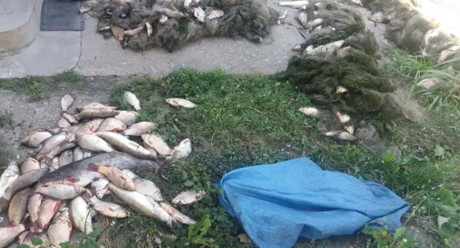 Foto FOTO. Aproape 100 de kilograme de pește, confiscate de polițiștii olteni