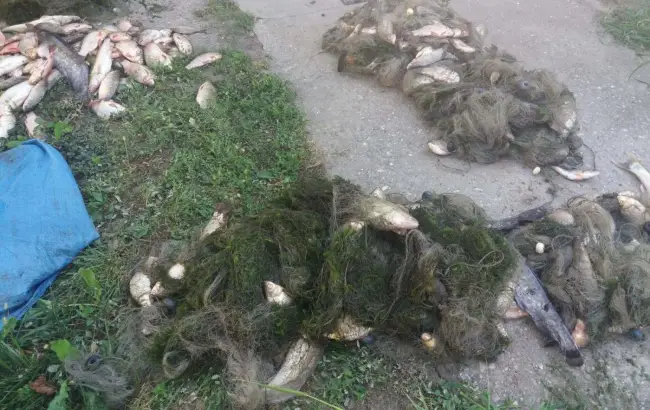 Foto FOTO. Aproape 100 de kilograme de pește, confiscate de polițiștii olteni
