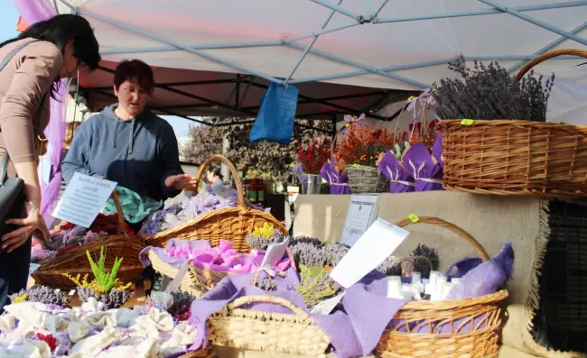 Foto FOTO. Miros de Provence, la Ziua Recoltei, pe Esplanadă. „Lavanda poate deveni o afacere profitabilă, însă implică foarte multă muncă”
