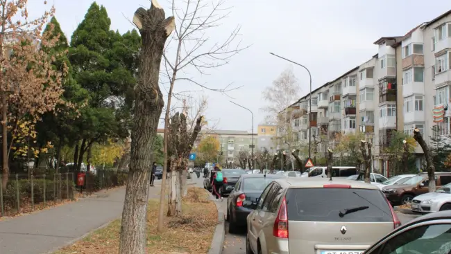 Foto FOTO. Dezvoltare Urbană: „Copacii toaletaţi din zona străzii Unirii reprezentau un pericol. Operaţiunea este una benefică”