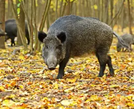 Foto Trei fonduri de vânătoare din Olt, învecinate cu cel din Teleorman unde au fost găsiţi doi mistreţi cu pestă porcină africană