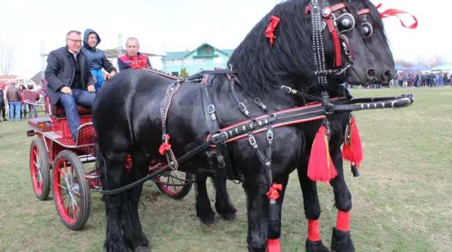 Foto FOTO. „Încuratul cailor de Sân’ Toader” de la Brâncoveni, la a IX-a ediţie. Prezent la sărbătoare, Paul Stănescu a dat o tură cu caleaşca