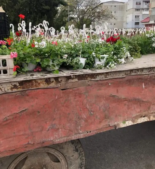 Foto FOTO. PNL, ca pe vremea PCR. Angajaţii Primăriei Balş pun flori în oraş, înaintea vizitei lui Rareş Bogdan şi Ludovic Orban