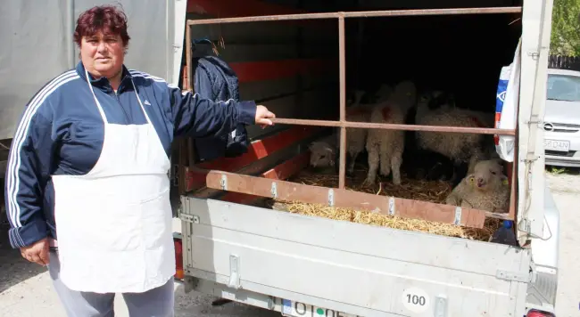 Foto FOTO. Mielul, mai ieftin la ciobani decât în supermarket. Cât economisesc oltenii dacă vor cumpăra din târguri