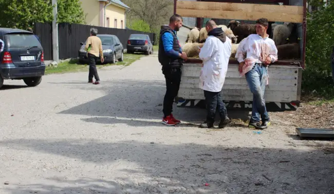 Foto FOTO. Mielul, mai ieftin la ciobani decât în supermarket. Cât economisesc oltenii dacă vor cumpăra din târguri