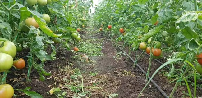 Foto Legumicultor oltean despre primele tomate de pe piaţă: „Cantitatea de insecticid aplicată este mult mai mică şi tratamentele mai rare, decât în sezon. Roşiile mele sunt sănătoase şi sigure”