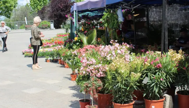 Foto FOTO. S-a deschis Expo Flora 2019. Flori pe toate gusturile, pe Esplanada din centrul Slatinei