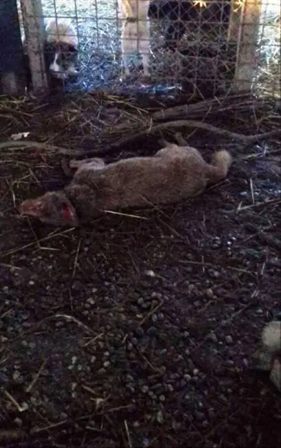 Foto Anchetă la Cezieni unde un bărbat ar maltrata şi ucide câini, într-un adăpost improvizat. Imagini CUTREMURĂTOARE