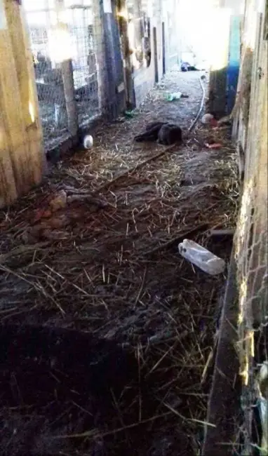 Foto Anchetă la Cezieni unde un bărbat ar maltrata şi ucide câini, într-un adăpost improvizat. Imagini CUTREMURĂTOARE