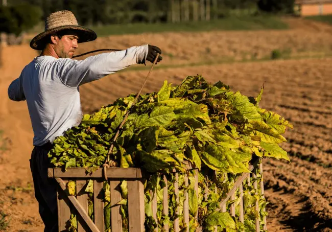 Foto Afacere Rurală: Top 3 idei care și-au dovedit eficiența!