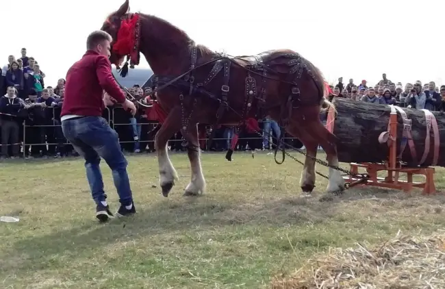Foto   FOTO. „Încuratul cailor de Sân’ Toader” de la Brâncoveni a ajuns la ediţia a zecea