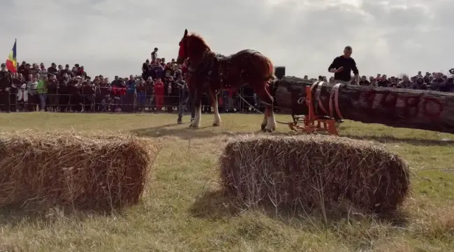 Foto   FOTO. „Încuratul cailor de Sân’ Toader” de la Brâncoveni a ajuns la ediţia a zecea