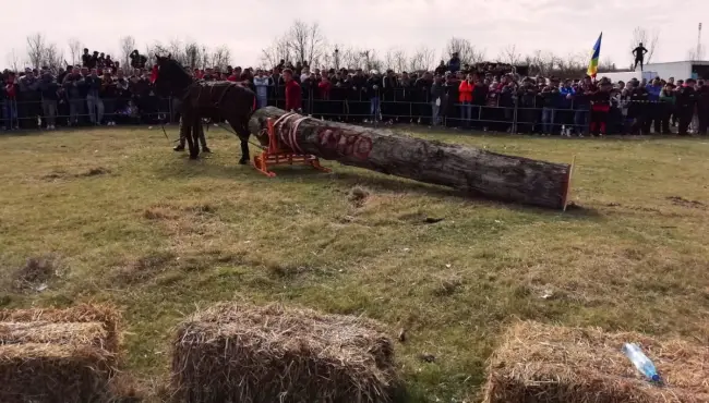 Foto   FOTO. „Încuratul cailor de Sân’ Toader” de la Brâncoveni a ajuns la ediţia a zecea
