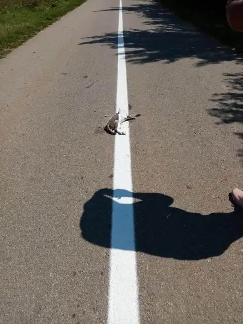 Foto Marcajul drumului trasat peste cadavrul unei pisici