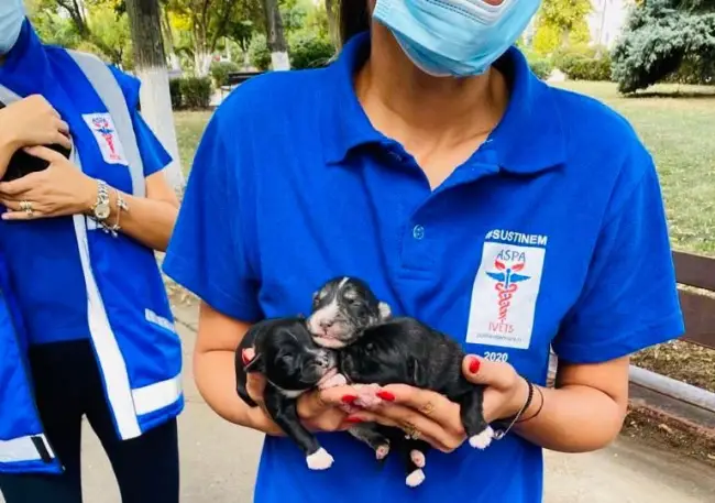 Foto FOTO. A început capturarea câinilor fără stăpân din Caracal