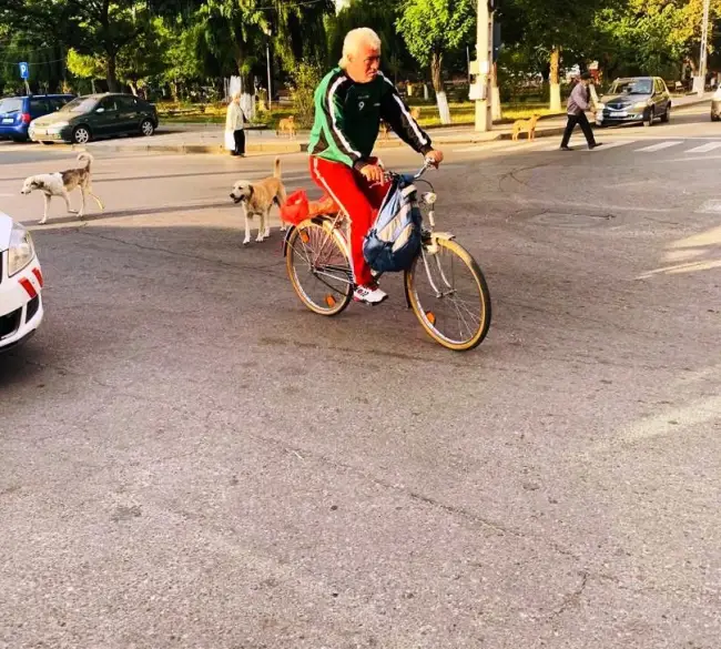 Foto FOTO. A început capturarea câinilor fără stăpân din Caracal