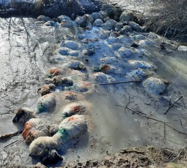 Foto VIDEO. Ciobanul căutat de scafandri, în pârâul Bârlui, nu a fost găsit. Au fost scoase din apă 70 de oi moarte