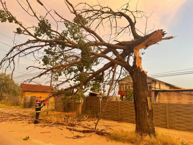 Foto FOTO&VIDEO. Probleme din cauza vântului, în Slatina şi Scorniceşti: Copaci doborâţi şi acoperişuri smulse 