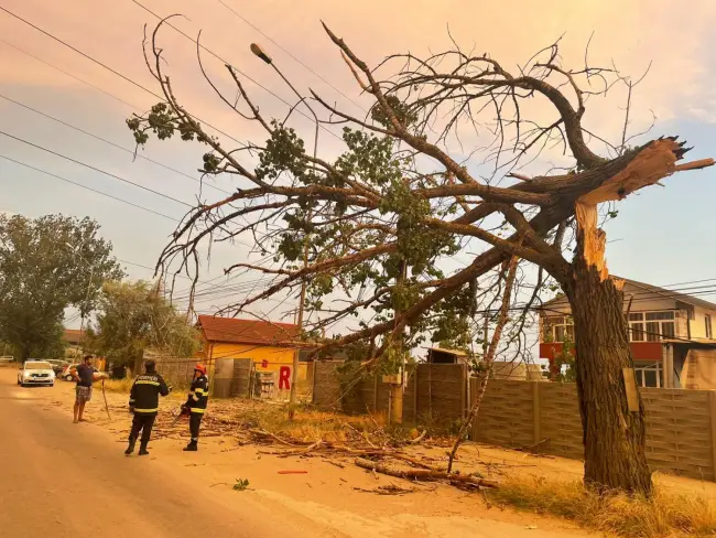 Foto FOTO&VIDEO. Probleme din cauza vântului, în Slatina şi Scorniceşti: Copaci doborâţi şi acoperişuri smulse 