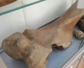 Foto Descoperiri din Epoca Paleolitică, la Slatina. Oase şi măsele de mamuţi, în colecţiile Muzeului Judeţean Olt