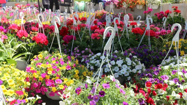 Foto S-a deschis Expo Flora. Ce se poate găsi la prima ediţie de după pandemie (FOTO)