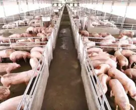 Foto Sprijin financiar de peste un milion de lei pentru crescătorii de porci şi păsări din Olt