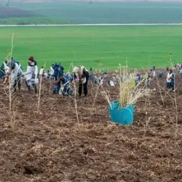Foto Acţiune de plantare copaci cu peste 300 de voluntari, în comuna Mărunţei 