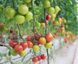 Foto Consultare la Slatina pe tema Programului Tomata 2023. Participă fermieri din mai multe judeţe