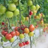 Imagine Consultare la Slatina pe tema Programului Tomata 2023. Participă fermieri din mai multe judeţe