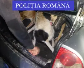 Foto  Braconierii din Olt şi Dolj, călcaţi de poliţişti. Mai multe bunuri confiscate, dar şi 12 câini