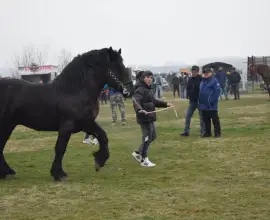 Foto Tradiţia de Sân’ Toader, păstrată la Brâncoveni. Încuratul Cailor, la ediţia a 12-a (FOTO)