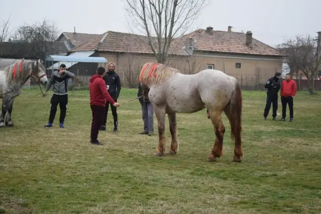 Foto Tradiţia de Sân’ Toader, păstrată la Brâncoveni. Încuratul Cailor, la ediţia a 12-a (FOTO)