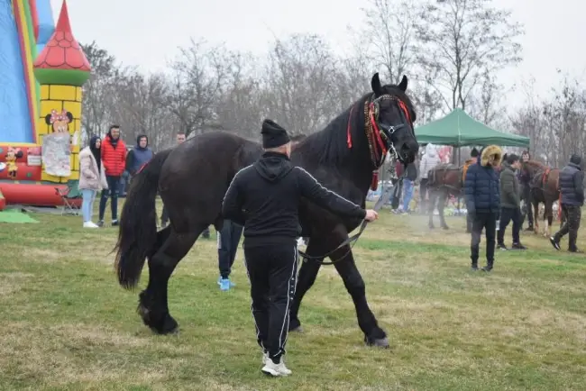 Foto Tradiţia de Sân’ Toader, păstrată la Brâncoveni. Încuratul Cailor, la ediţia a 12-a (FOTO)