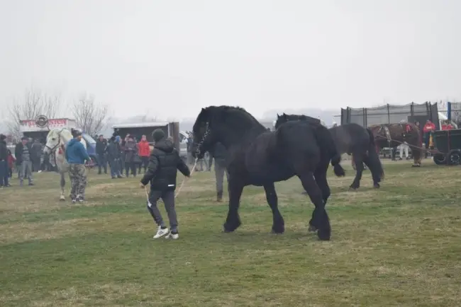 Foto Tradiţia de Sân’ Toader, păstrată la Brâncoveni. Încuratul Cailor, la ediţia a 12-a (FOTO)