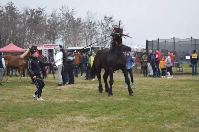 Foto Tradiţia de Sân’ Toader, păstrată la Brâncoveni. Încuratul Cailor, la ediţia a 12-a (FOTO)