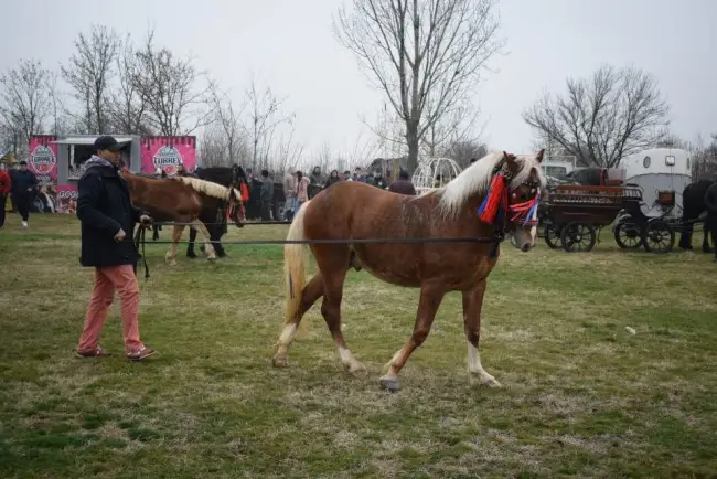 Foto Tradiţia de Sân’ Toader, păstrată la Brâncoveni. Încuratul Cailor, la ediţia a 12-a (FOTO)