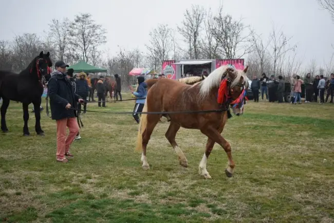 Foto Tradiţia de Sân’ Toader, păstrată la Brâncoveni. Încuratul Cailor, la ediţia a 12-a (FOTO)