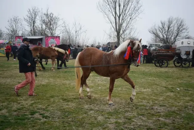 Foto Tradiţia de Sân’ Toader, păstrată la Brâncoveni. Încuratul Cailor, la ediţia a 12-a (FOTO)