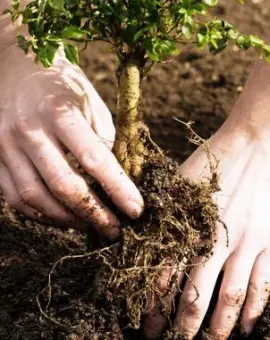 Foto Ministerul Mediului, campanie de împădurire în judeţul Olt