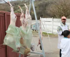 Foto DSVSA Olt: De săptămâna viitoare pot fi solicitate avizele pentru înfiinţarea punctelor temporare de sacrificare a mieilor
