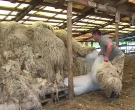 Foto Investiţie de peste 182 milioane lei, la Făgeţelu, pentru o fabrică de procesat lâna