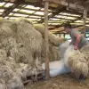 Imagine Investiţie de peste 182 milioane lei, la Făgeţelu, pentru o fabrică de procesat lâna