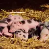 Imagine S-a eliminat din lege numărul maxim de porci ce pot fi crescuţi într-o gospodărie. Chesnoiu: Am spus mereu că este o greșeală să restricționăm 