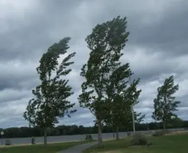 Foto Informare meteo de vreme rece, brumă şi vânt